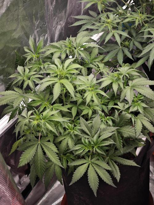 Fastbuds G2S1 Frostbanger. Week 9