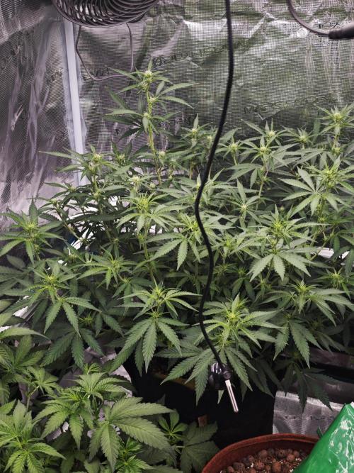 Fastbuds G2S1 Frostbanger. Week 9