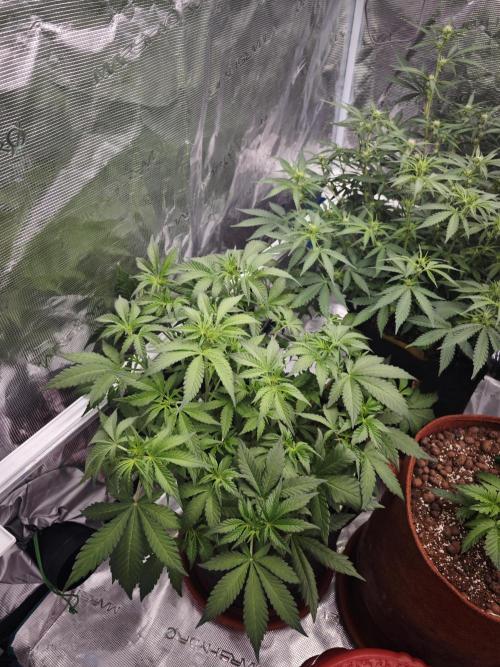 Fastbuds G2S1 Frostbanger. Week 9