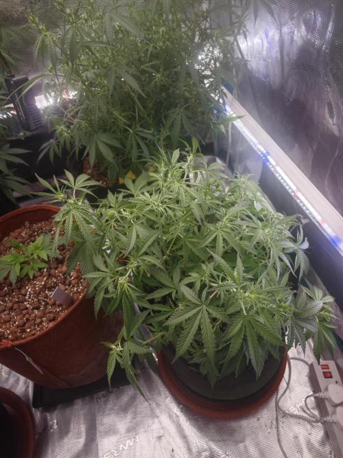 Fastbuds G2S3 Apple strudel. Week 9