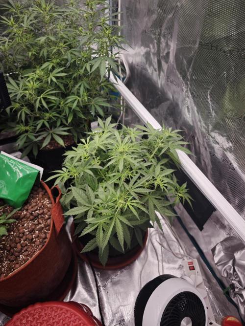 Fastbuds G2S3 Apple strudel. Week 9