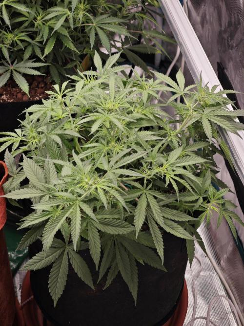 Fastbuds G2S3 Apple strudel. Week 9