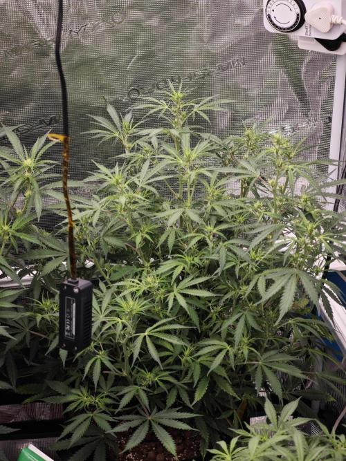 Fastbuds G2S3 Apple strudel. Week 9