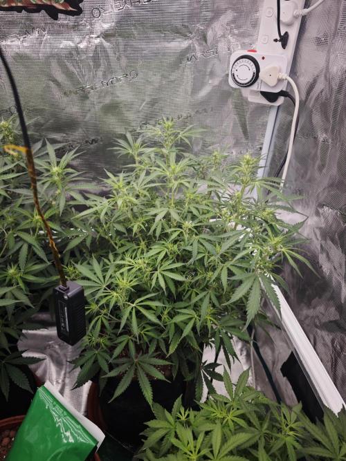 Apple Strudel Auto. Week 9