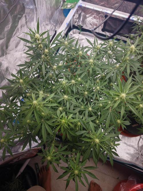 Fastbuds G2S1 Frostbanger. Week 9