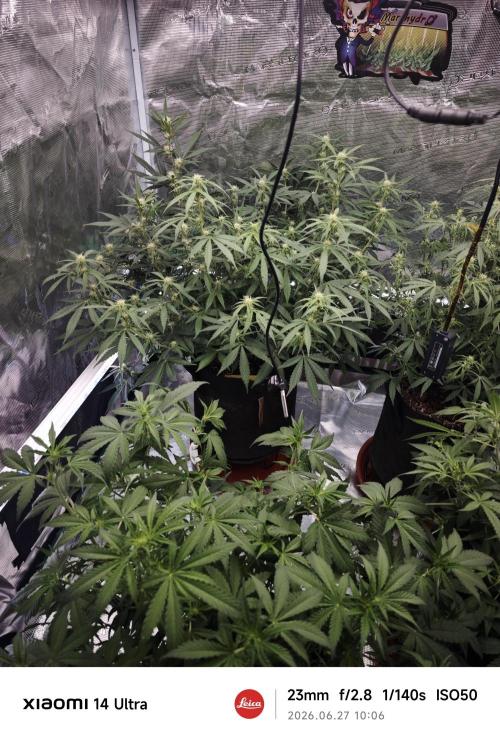Fastbuds G2S1 Frostbanger. Week 9