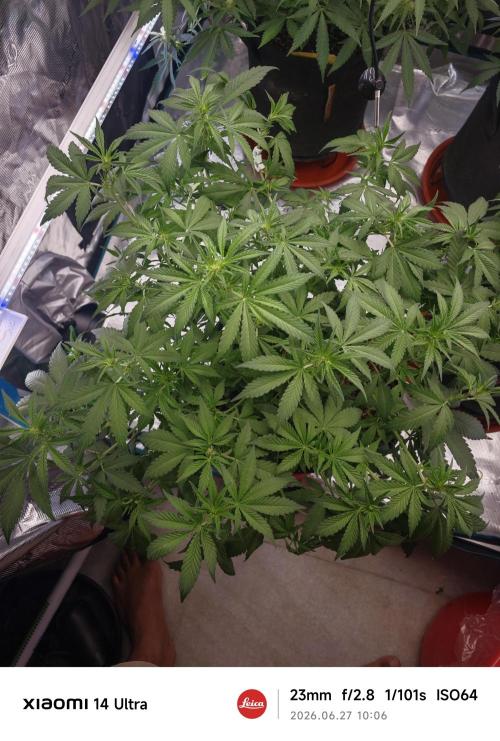 Fastbuds G2S1 Frostbanger. Week 9