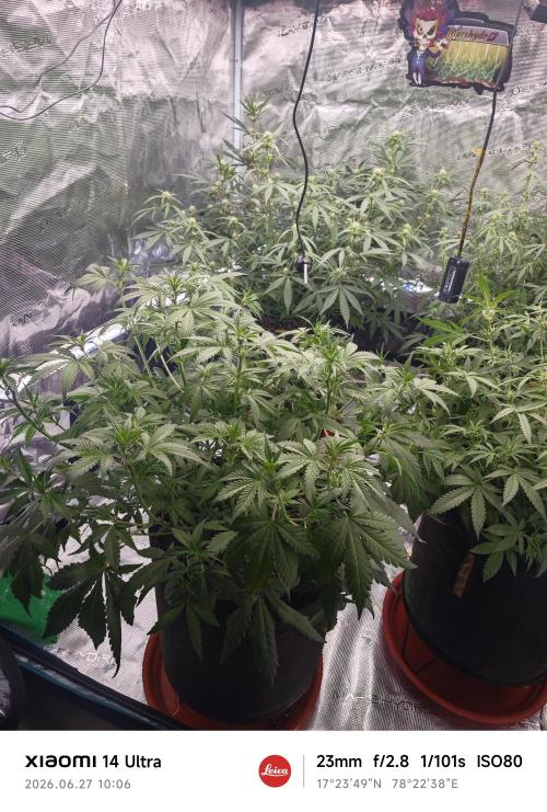 Fastbuds G2S1 Frostbanger. Week 9