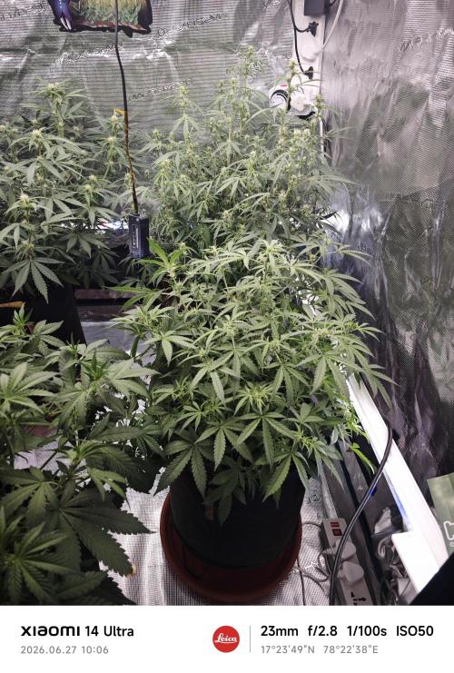 Fastbuds G2S1 Frostbanger. Week 9
