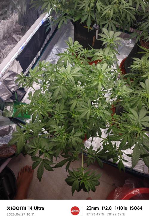 Fastbuds G2S1 Frostbanger. Week 9