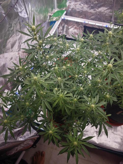 Fastbuds G2S1 Frostbanger. Week 9