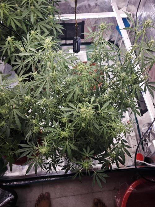 Fastbuds G2S3 Apple strudel. Week 9