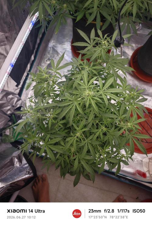 Fastbuds G2S3 Apple strudel. Week 9