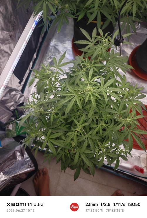 Fastbuds G2S3 Apple strudel. Week 9