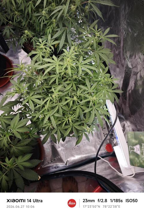 Fastbuds G2S3 Apple strudel. Week 9