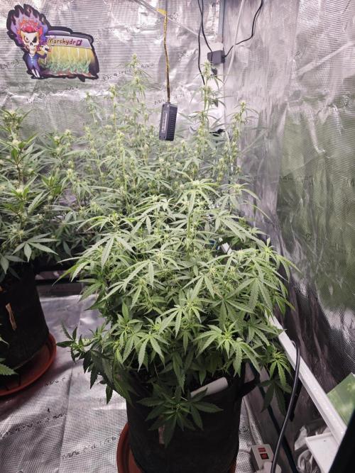 Fastbuds G2S3 Apple strudel. Week 10