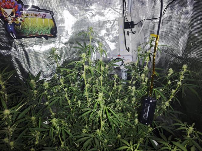 Fastbuds G2S3 Apple strudel. Week 10
