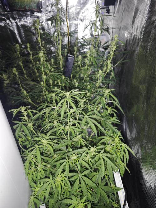 Apple Strudel Auto. Week 10