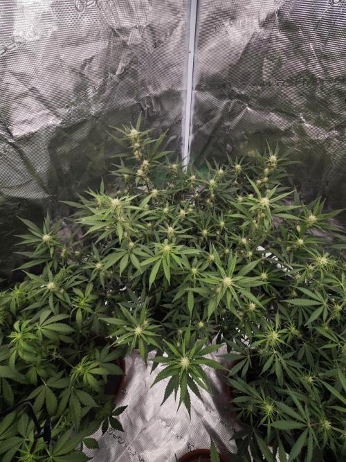 Fastbuds G2S1 Frostbanger. Week 10
