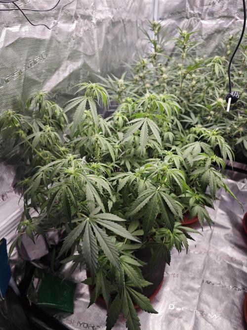 Fastbuds G2S1 Frostbanger. Week 10