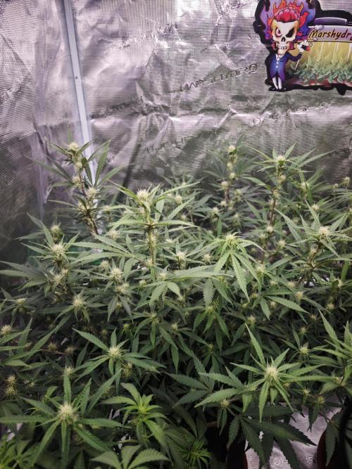Fastbuds G2S1 Frostbanger. Week 10