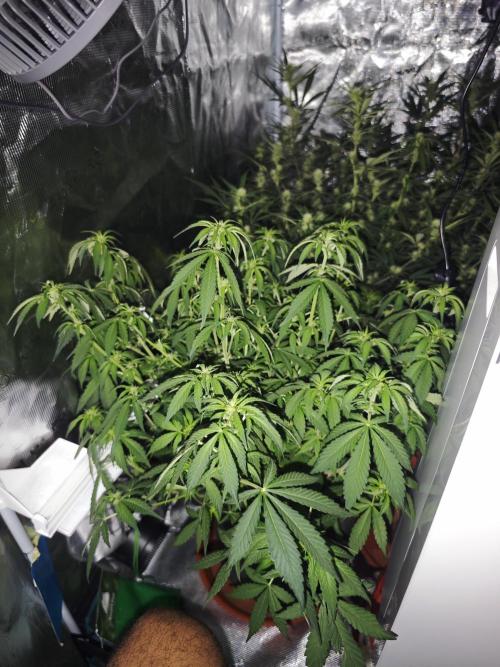 Fastbuds G2S1 Frostbanger. Week 10