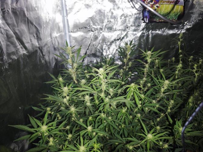 Fastbuds G2S1 Frostbanger. Week 10