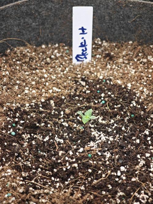 Black Herer Twins. Week 0