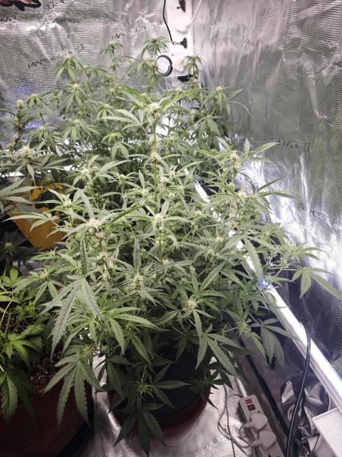 Fastbuds G2S3 Apple strudel. Week 10