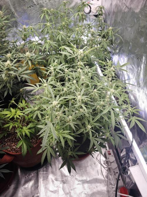 Fastbuds G2S3 Apple strudel. Week 10
