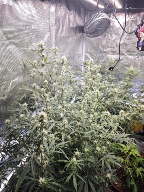 Fastbuds G2S3 Apple strudel. Week 10