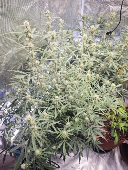 Fastbuds G2S3 Apple strudel. Week 10