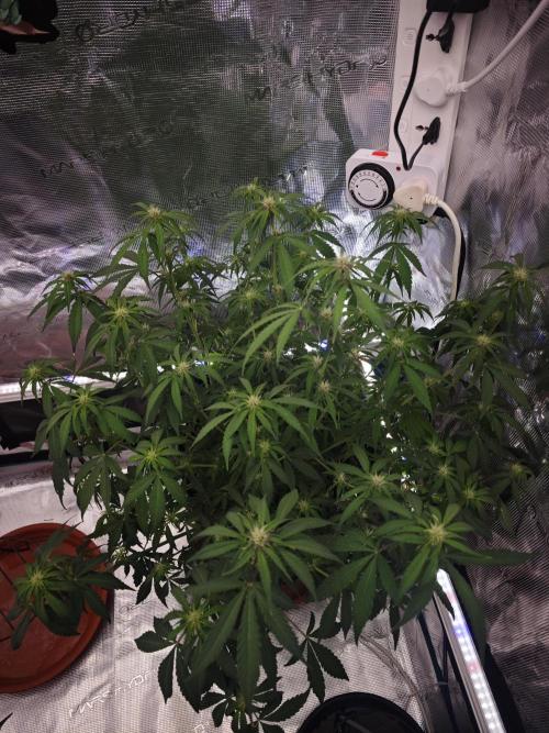 Fastbuds G2S1 Frostbanger. Week 10