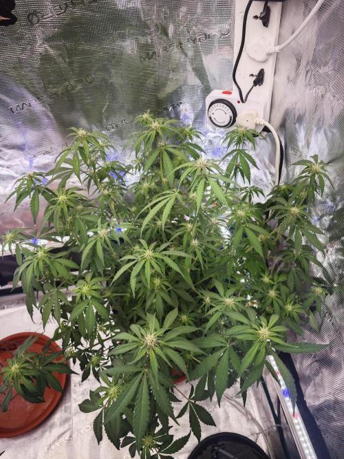 Fastbuds G2S1 Frostbanger. Week 10