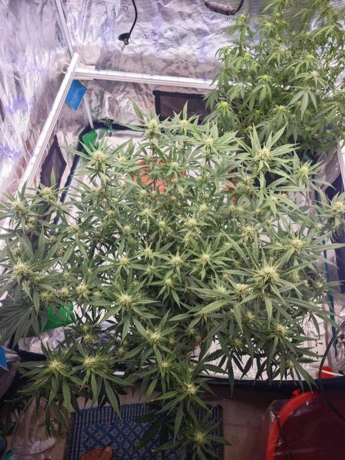 Fastbuds G2S1 Frostbanger. Week 10