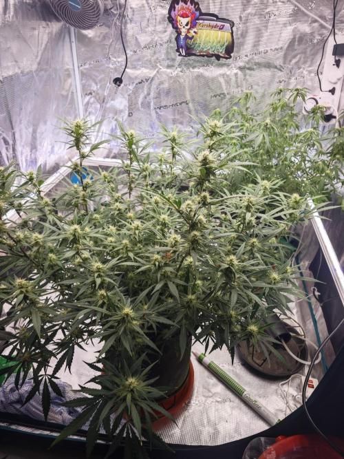 Fastbuds G2S1 Frostbanger. Week 10