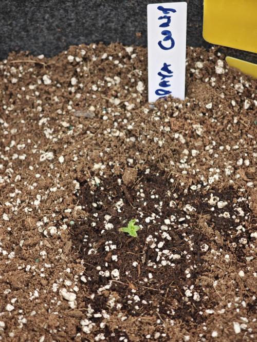 Three Beautiful Babes. Week 0