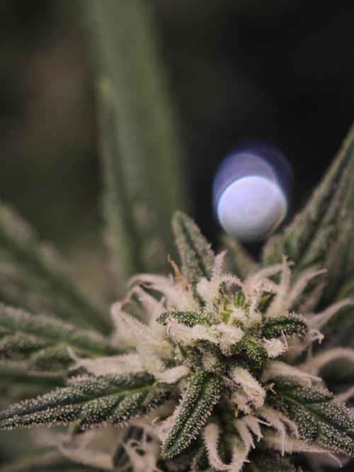 Fastbuds G2S3 Apple strudel. Week 11