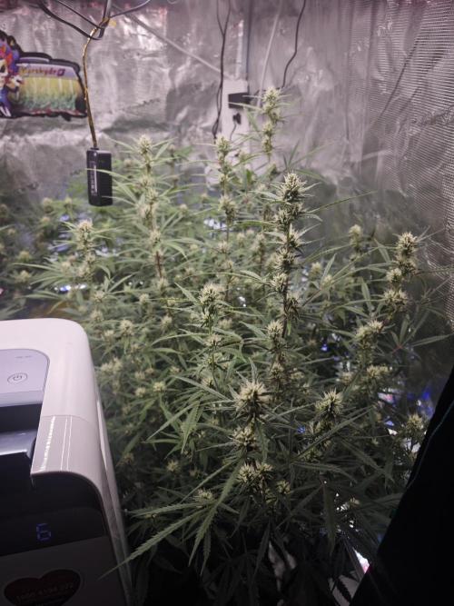 Fastbuds G2S3 Apple strudel. Week 11