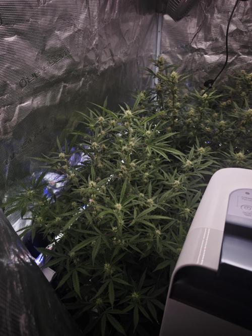 Apple Strudel Auto. Week 11