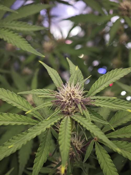 Fastbuds G2S1 Frostbanger. Week 11