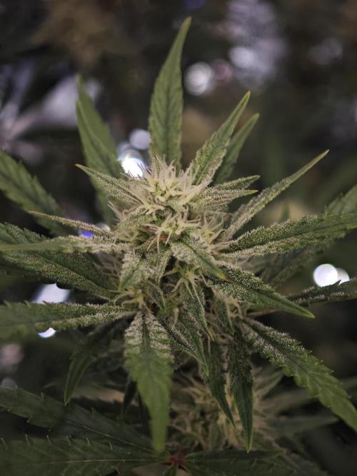 Fastbuds G2S1 Frostbanger. Week 11