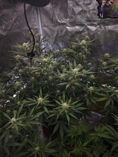 Fastbuds G2S1 Frostbanger. Week 11