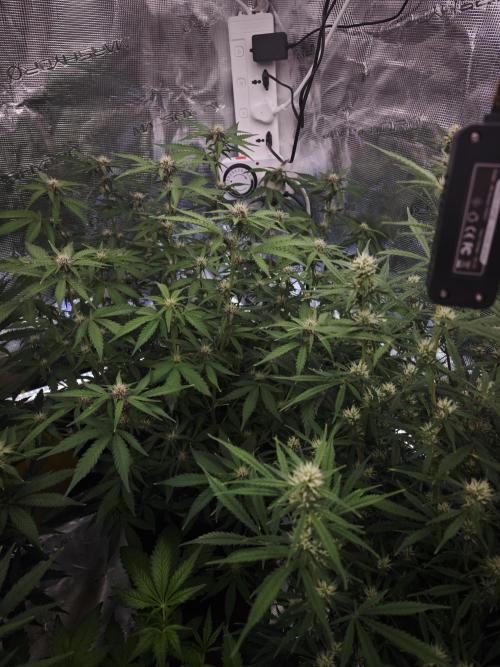 Fastbuds G2S1 Frostbanger. Week 11
