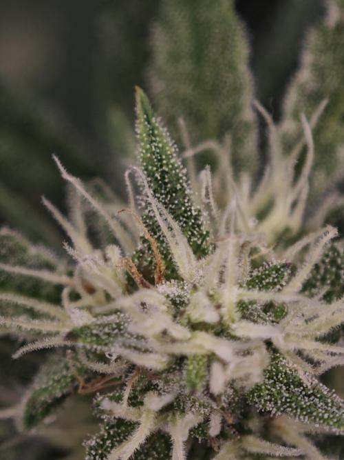 Frostbanger Auto. Week 11