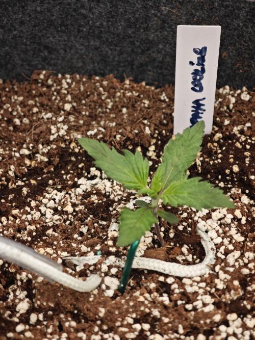 Three Beautiful Babes. Week 1