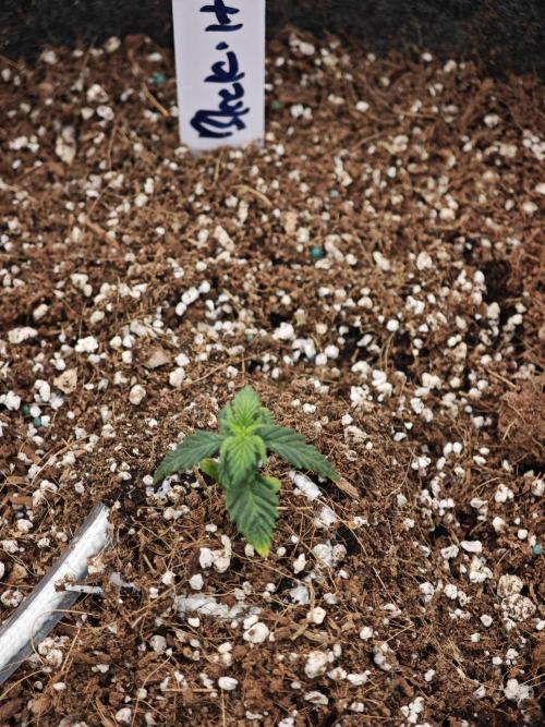 Black Herer Twins. Week 1