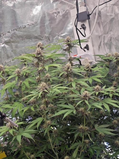 Fastbuds G2S1 Frostbanger. Week 11