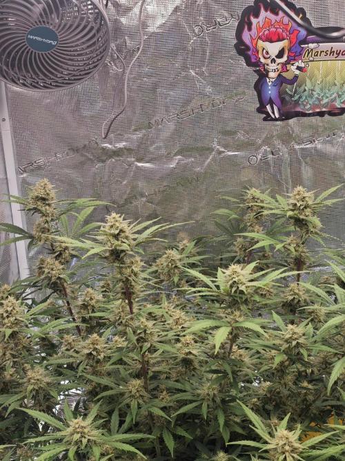 Fastbuds G2S1 Frostbanger. Week 11