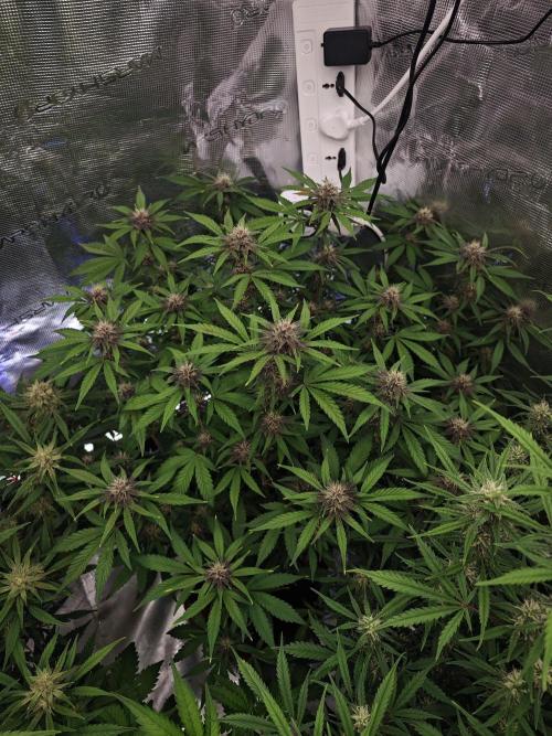 Fastbuds G2S1 Frostbanger. Week 11